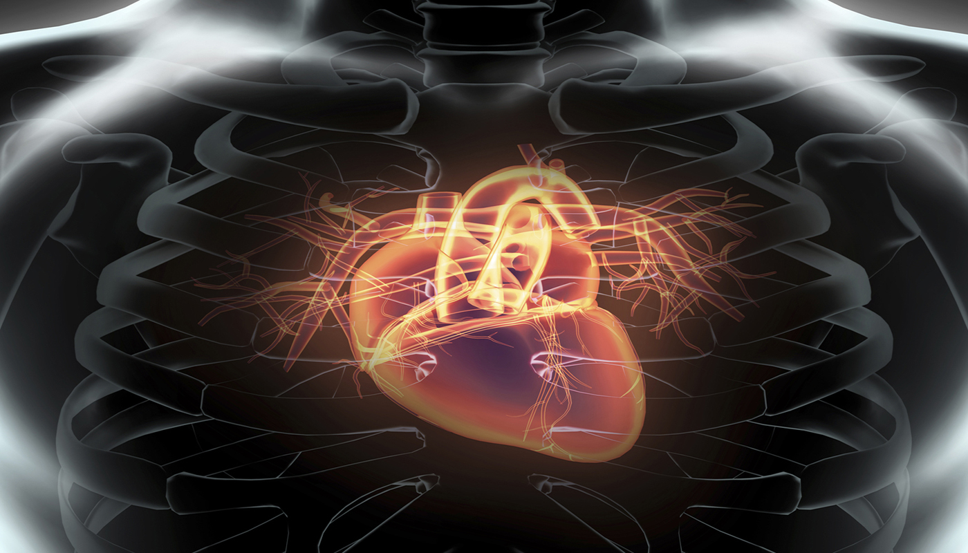 Human Internal Organic - Human Heart, medical concept.
