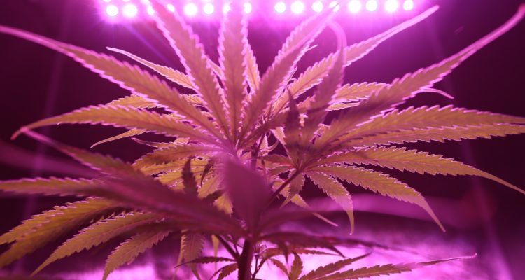 blur-cannabis-close-up-2731667