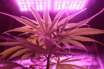 blur-cannabis-close-up-2731667